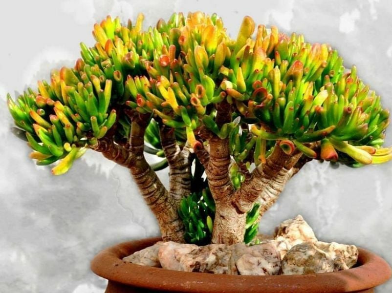 Crassula Ovata Gollum Sukulent Para Ağacı  Shrek Kulağı 8,5CM Saksı