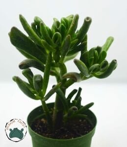 Crassula Ovata Gollum Sukulent Para Ağacı  Shrek Kulağı 8,5CM Saksı