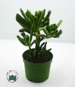 Crassula Ovata Gollum Sukulent Para Ağacı  Shrek Kulağı 8,5CM Saksı