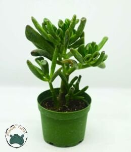 Crassula Ovata Gollum Sukulent Para Ağacı  Shrek Kulağı 8,5CM Saksı