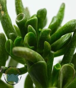Crassula Ovata Gollum Sukulent Para Ağacı  Shrek Kulağı 8,5CM Saksı