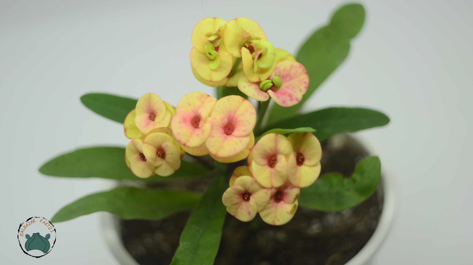 Euphorbia Milii Dikenler Tacı Yavruağzı Rengi Çiçek Açar Özel Renk