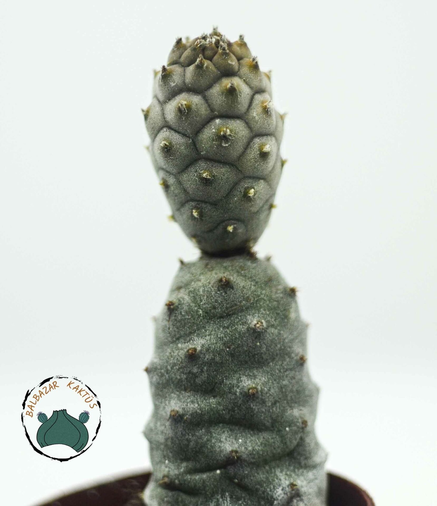 Tephrocactus Articulatus İnermis Kaktüs