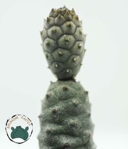 Tephrocactus Articulatus İnermis Kaktüs