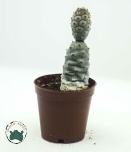 Tephrocactus Articulatus İnermis Kaktüs