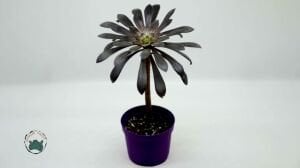 Aeonium Arboreum Atropurpureum Sukulent Siyah Gül 8.5CM Saksı