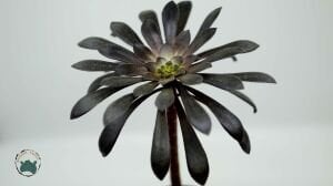 Aeonium Arboreum Atropurpureum Sukulent Siyah Gül 8.5CM Saksı