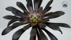 Aeonium Arboreum Atropurpureum Sukulent Siyah Gül 8.5CM Saksı