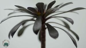 Aeonium Arboreum Atropurpureum Sukulent Siyah Gül 8.5CM Saksı