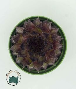 Sempervivum Red Rubin Doğal Kırmızı Renkli Sukulent