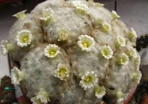 Mammillaria Plumosa Kuş Tüyü Kaktüsü Pamuk Kaktüs