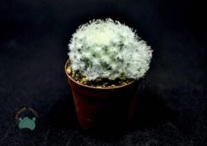 Mammillaria Plumosa Kuş Tüyü Kaktüsü Pamuk Kaktüs