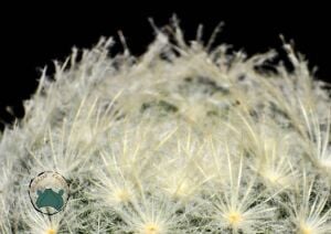 Mammillaria Plumosa Kuş Tüyü Kaktüsü Pamuk Kaktüs