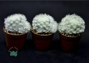 Mammillaria Plumosa Kuş Tüyü Kaktüsü Pamuk Kaktüs