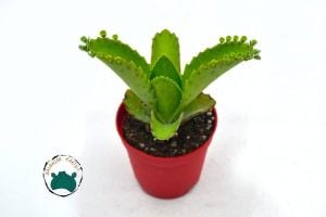 Kalanchoe Laetirens Aşkın Gözyaşları Sukulent Binlerin Anası