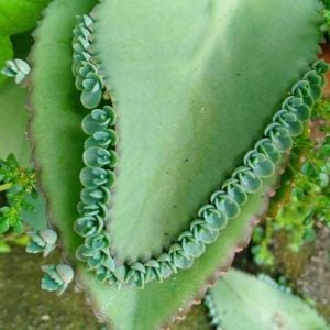 Kalanchoe Laetirens Aşkın Gözyaşları Sukulent Binlerin Anası