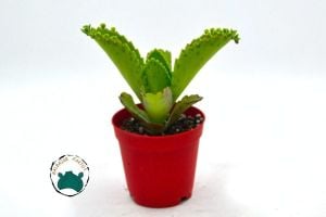 Kalanchoe Laetirens Aşkın Gözyaşları Sukulent Binlerin Anası