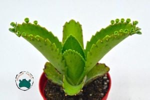 Kalanchoe Laetirens Aşkın Gözyaşları Sukulent Binlerin Anası