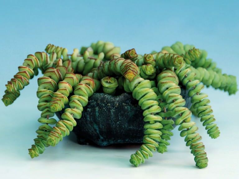 Crassula Marnieriana Tırtıl Sukulent