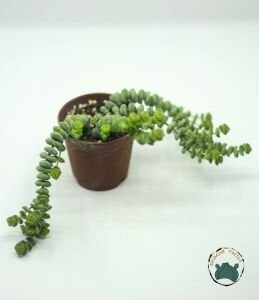 Crassula Marnieriana Tırtıl Sukulent