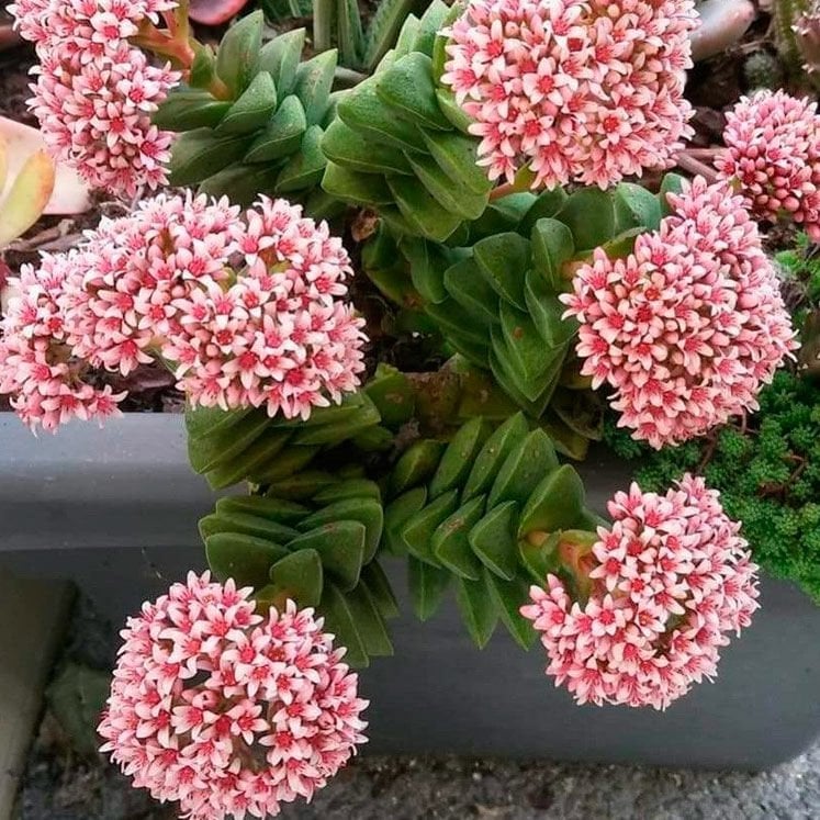 Crassula Springtime Sukulent Pembe Beyaz Çiçek Açar