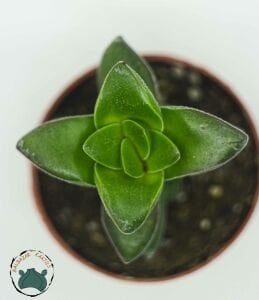 Crassula Springtime Sukulent Pembe Beyaz Çiçek Açar