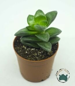 Crassula Springtime Sukulent Pembe Beyaz Çiçek Açar