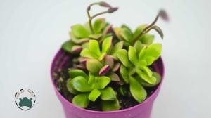 Anacampceros Rufescens Sunrise Variegata Sukulent Pembe Yeşil Sarı Yapraklı 8,5cm Saksı