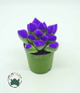 Haworthia Cymbiformis Mor Renkli Sukulent 5,5cm Saksı