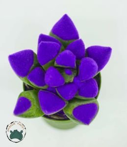 Haworthia Cymbiformis Mor Renkli Sukulent 5,5cm Saksı