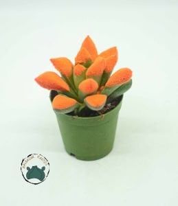 Haworthia Cymbiformis Turuncu Renkli Sukulent 5,5cm Saksı