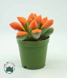 Haworthia Cymbiformis Turuncu Renkli Sukulent 5,5cm Saksı