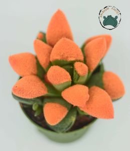 Haworthia Cymbiformis Turuncu Renkli Sukulent 5,5cm Saksı
