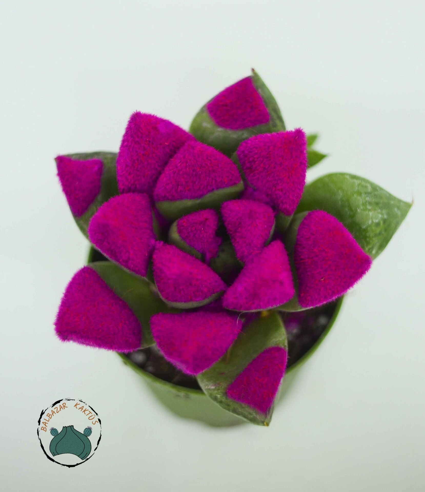 Haworthia Cymbiformis Pembe Renkli Sukulent 5,5cm Saksı