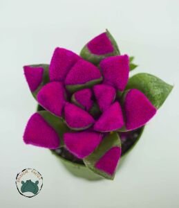 Haworthia Cymbiformis Pembe Renkli Sukulent 5,5cm Saksı