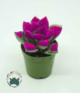 Haworthia Cymbiformis Pembe Renkli Sukulent 5,5cm Saksı