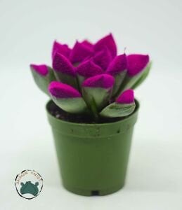 Haworthia Cymbiformis Pembe Renkli Sukulent 5,5cm Saksı