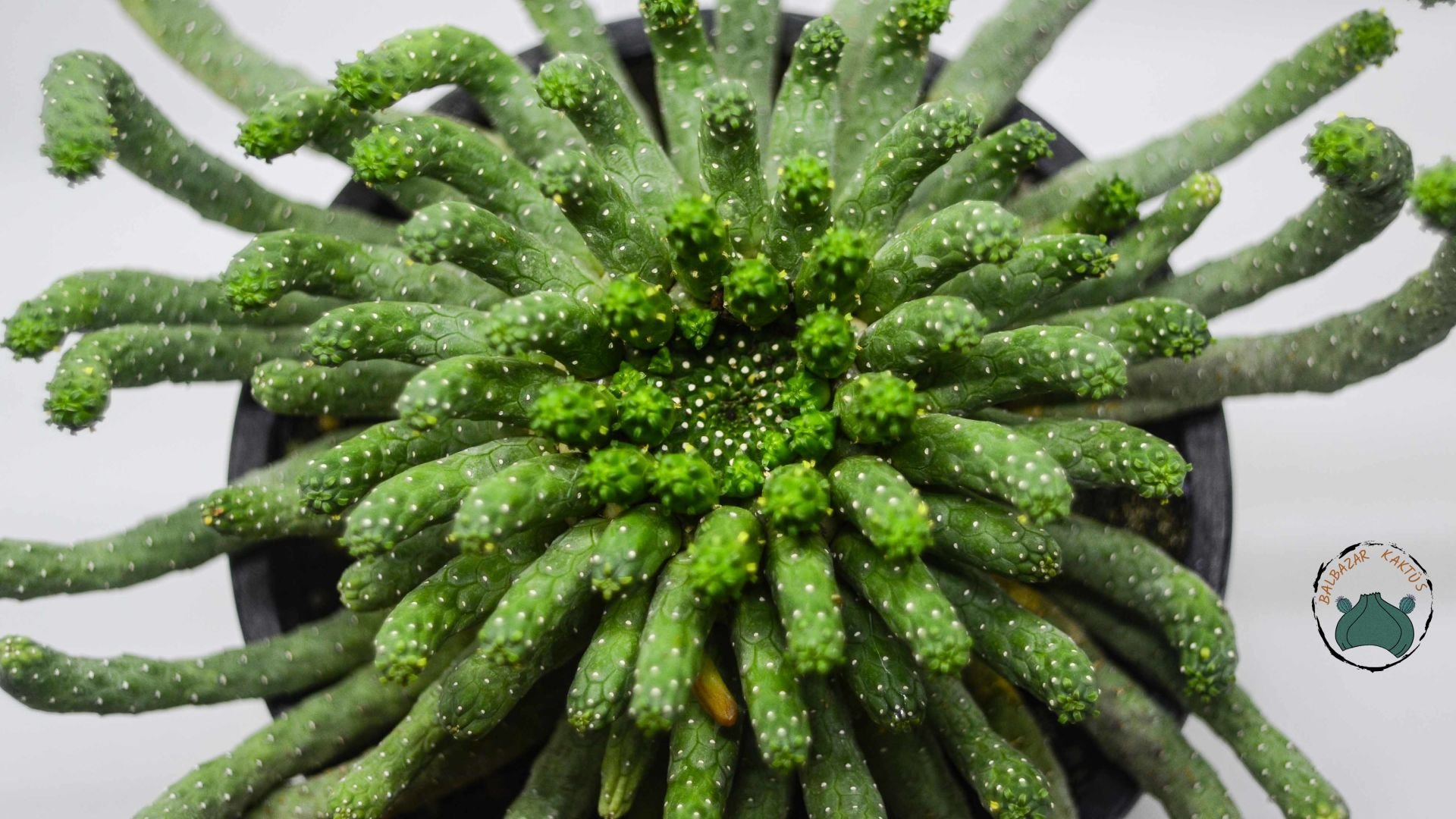 Euphorbia Flanaganii Cristata Sukulent Medusa Başı Ahtapot Kaktüsü 16cm Saksıda