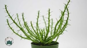 Euphorbia Flanaganii Sukulent Medusa Başı Ahtapot Kaktüsü