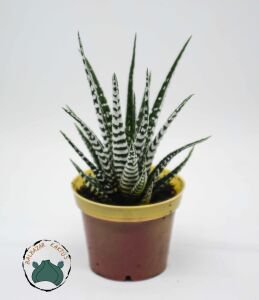 Haworthia Fasciata Alba - Beyaz Zebra Benekli Sukulent 8.5CM Saksı