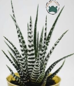 Haworthia Fasciata Alba - Beyaz Zebra Benekli Sukulent 8.5CM Saksı