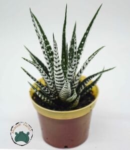 Haworthia Fasciata Alba - Beyaz Zebra Benekli Sukulent 8.5CM Saksı