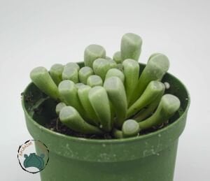 Fenestraria Rhopalophylla Bebek Parmağı Sukulenti Taş Kaktüs