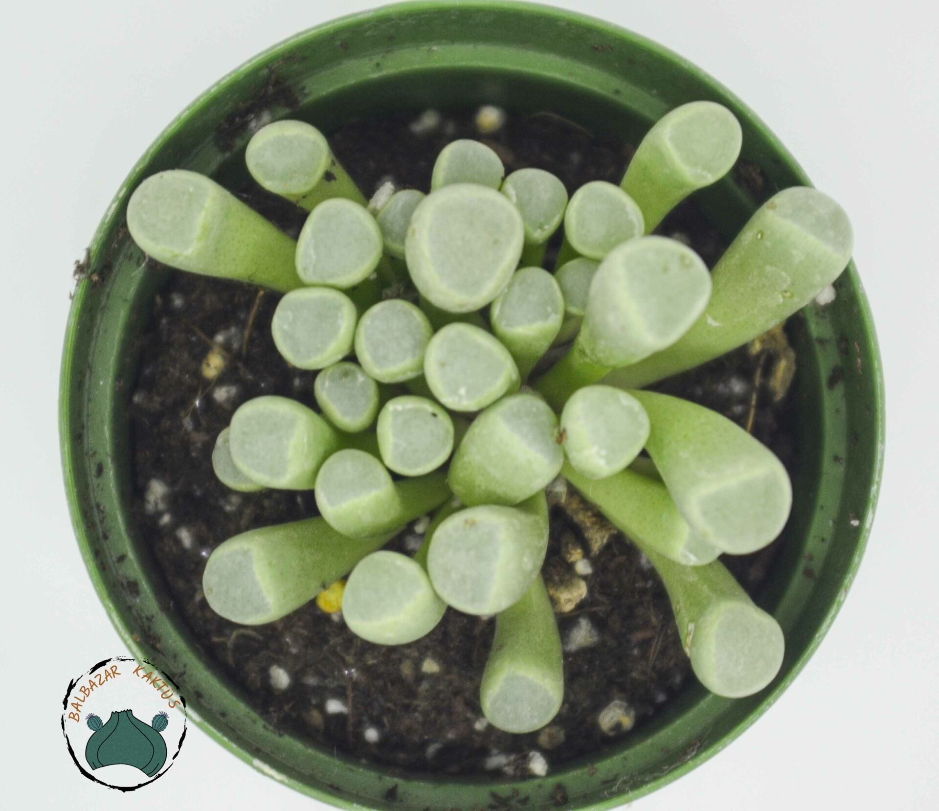 Fenestraria Rhopalophylla Bebek Parmağı Sukulenti Taş Kaktüs