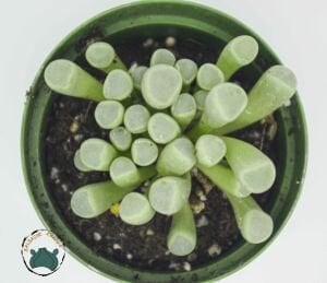 Fenestraria Rhopalophylla Bebek Parmağı Sukulenti Taş Kaktüs