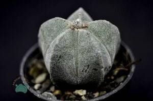 Astrophytum Myriostigma Kaktüs Koleksiyonluk Tür  5,5cm Saksıda