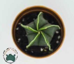 Astrophytum Myriostigma Nudum Kaktüs Koleksiyonluk Tür  5,5cmlik Saksıda