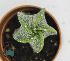 Astrophytum Ornatum Yıldız Kaktüs Koleksiyonluk Tür 5.5cm Saksıda