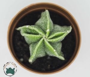 Astrophytum Ornatum Yıldız Kaktüs Koleksiyonluk Tür 5.5cm Saksıda