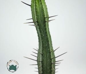 Euphorbia Enopla Sukulent Harika Formda Kırmızı Dikenli Süt Kaktüsü 8.5cm Saksıda